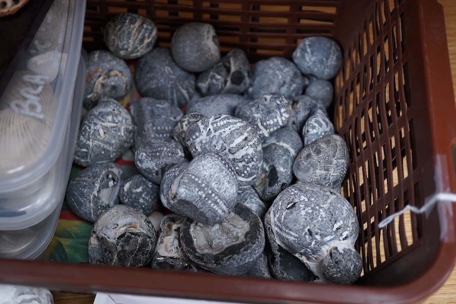 A collection of fossils, etc., including; echinoids, ammonites, fossilised tree fern sample, shells, grypia, a large bone, two large ammonites prepared on one matrix, etc.